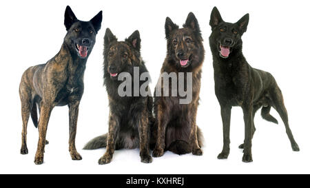 Dutch Shepherds vor weißem Hintergrund Stockfoto