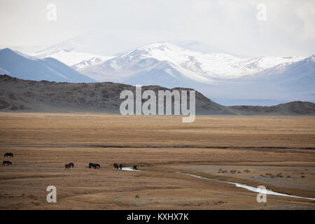 Mongolische Landschaft verschneite Berge Schnee Winter wilde Pferde trinken vom Fluss der Mongolei Stockfoto