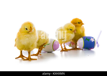 Hühner und Ostereier isoliert auf weißem Hintergrund. Stockfoto