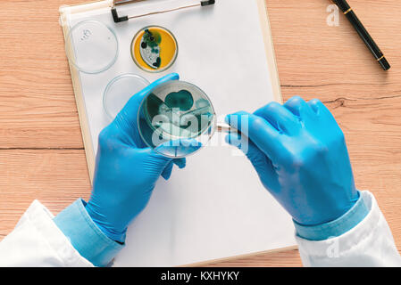 Ansicht von oben der Labortechniker Analyse der wachsenden bakteriellen Kulturen in der Petrischale, Wissenschaft und Mikrobiologie Hintergrund Stockfoto