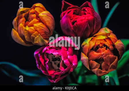 Kunst Stillleben bunte Blume Makro einer Blumenstrauß aus vier blühende Rot Rosa Gelb tulip Blüten, ein Quartett auf Schwarz natürliche verschwommenen Hintergrund Stockfoto