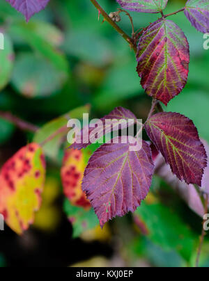 Farbe outdoor Natur Herbst Laub Nahaufnahme Bild der herbstlichen rot grün Black Laub im Wald auf einem sonnigen Herbst Tag mit natürlichen Hintergrund genommen Stockfoto