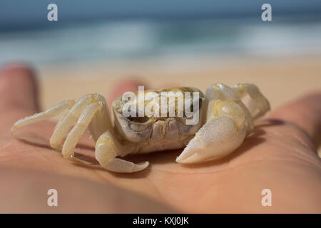 Kurze Hand eines Jungen, der Krabben am Strand hält, Bermagui, New South Wales, Australien Stockfoto