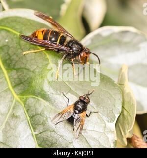 Asiatische wasp Nächsten auf einem Ivy leaf gehockt zu fliegen Stockfoto