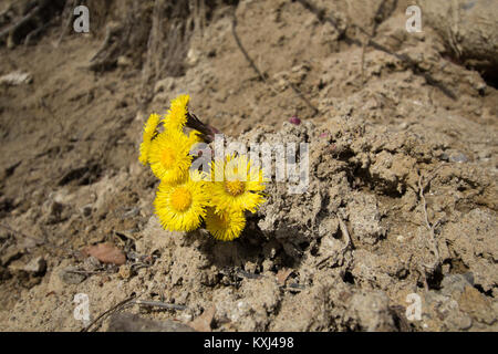 Blumen an der Steilküste bei Sassnitz auf Rügen Stockfoto