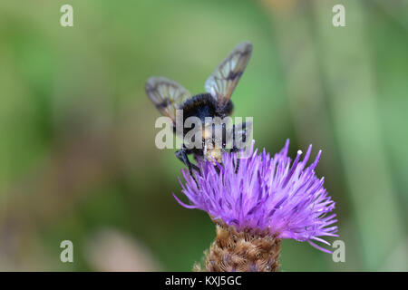 Araignées, Insectes et Fleurs de la Forêt de Moulière (Les Agobis) (29018345655) Stockfoto