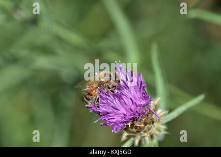 Araignées, Insectes et Fleurs de la Forêt de Moulière (Les Agobis) (28913524002) Stockfoto
