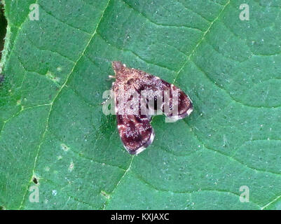 Anthophila fabriciana Choreutidae (sp.), Elst (GLD), die Niederlande Stockfoto