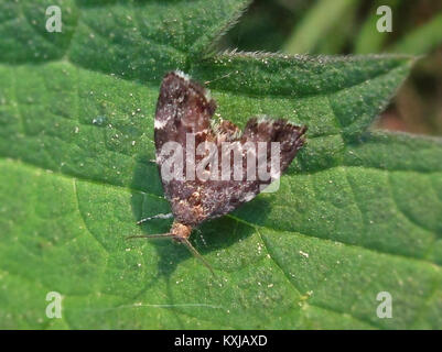 Anthophila fabriciana Choreutidae (sp.), Elst (GLD), Niederlande - 2 Stockfoto