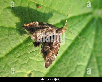 Anthophila fabriciana Choreutidae (sp.), Elst (GLD), Niederlande - 3 Stockfoto