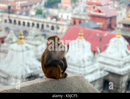 Bhasmeshvar Ghat an Pashupatinath Tempel und Bagmati Fluss in Kathmandu, Nepal. Stockfoto