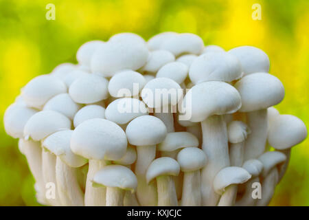 Shimeji, Chinesische Pilze. Lyophyllum shimeji. Stockfoto