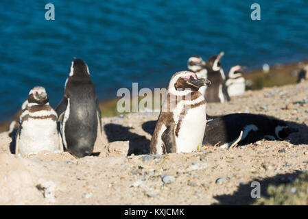 Magellanic penguin in natürlicher Umgebung, Peninsula Valdes, Patagonien, Argentinien Stockfoto