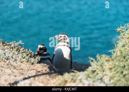 Magellanic penguin in natürlicher Umgebung, Peninsula Valdes, Patagonien, Argentinien Stockfoto