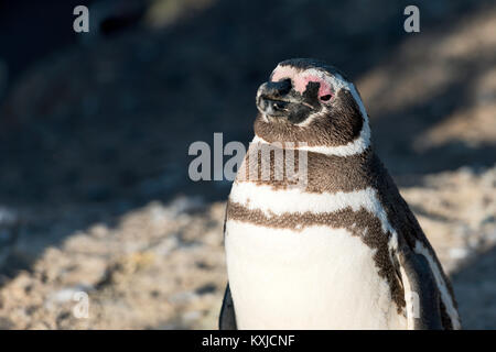 Magellanic penguin in natürlicher Umgebung, Peninsula Valdes, Patagonien, Argentinien Stockfoto