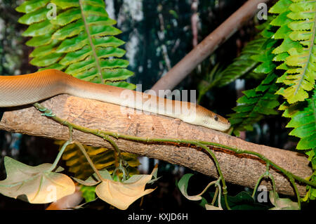 King Brown Snake Stockfoto