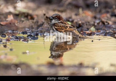 Männliche Haussperling (Passer domesticus) Baden in einer Pfütze Stockfoto