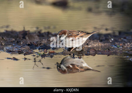 Männliche Haussperling (Passer domesticus) Baden in einer Pfütze Stockfoto