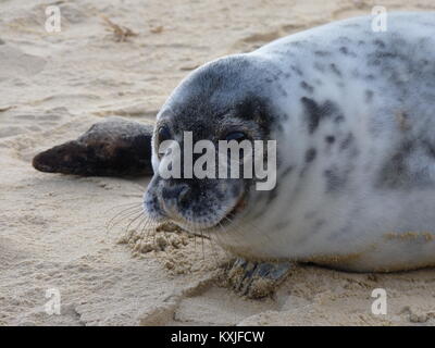 Dichtungen auf einem sandigen Norfolk Strand im Winter Stockfoto