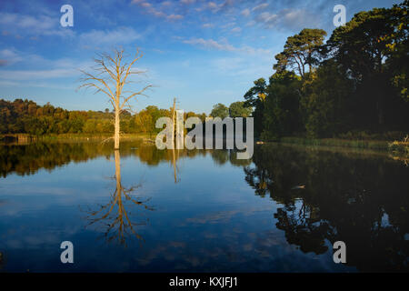 Surreale Landschaft an Clumber Park, Nottinghamshire. Toter Baum im See. Stockfoto