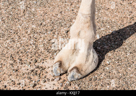 Nahaufnahme des Kamelfußes oder Hufs in der Wüste, großer ledriger Untergrund und seine spezielle Morphologie für die Navigation in sandigen Umgebungen Stockfoto