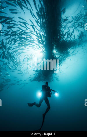 Unterwasseransicht des Scuba Diver tauchen unter shoaling Jack Fisch im blauen Meer, Baja California, Mexiko Stockfoto