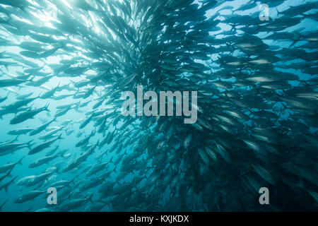 Unterwasser Blick auf den Jack Fisch shoal im Blue Sea, Baja California, Mexiko Stockfoto