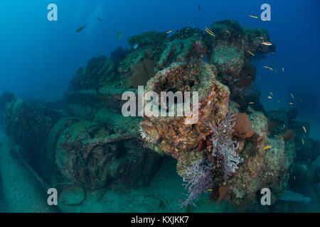 Cabo Pulmo, Punta Baja, Baja California, Mexiko Stockfoto