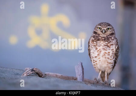 Grabende Eule (Athene cunicularia), Ocean Beach, San Francisco, Kalifornien, USA, Nordamerika Stockfoto