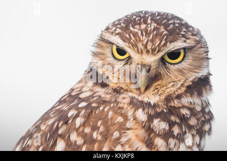 Grabende Eule (Athene cunicularia), Ocean Beach, San Francisco, Kalifornien, USA, Nordamerika Stockfoto