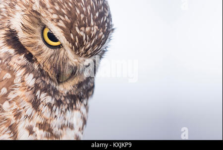 Grabende Eule (Athene cunicularia), Ocean Beach, San Francisco, Kalifornien, USA, Nordamerika Stockfoto