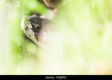 Northern Pacific Klapperschlange (Crotalus oreganus), close-up, San Francisco, Kalifornien, USA, Nordamerika Stockfoto