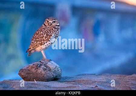 Grabende Eule (Athene cunicularia), Ocean Beach, San Francisco, Kalifornien, USA, Nordamerika Stockfoto