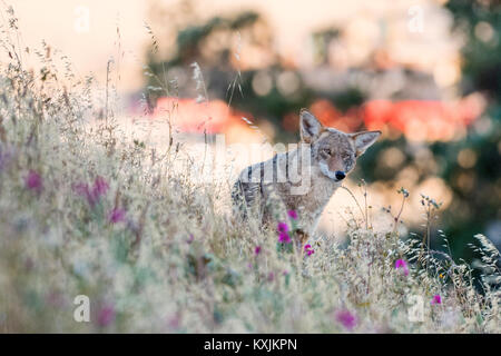 Kojote (Canis yogiebeer), Bernal Heights, San Francisco, Kalifornien, USA, Nordamerika Stockfoto