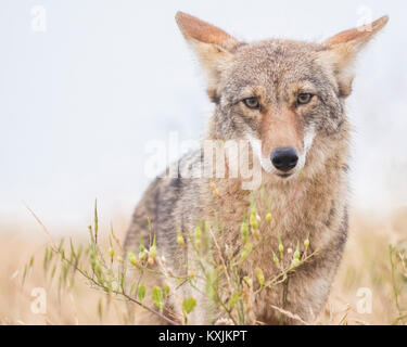 Kojote (Canis yogiebeer), Bernal Heights, San Francisco, Kalifornien, USA, Nordamerika Stockfoto