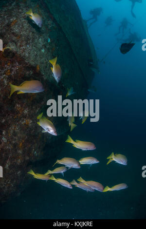 Fische am versunkenen Schiff Fang Ming künstliches Riff, La Paz, Baja California Sur, Mexiko Stockfoto