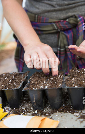 7/8-Ansicht von Frau einpflanzen Wassermelonen Samen in Saatgut Fächer Stockfoto