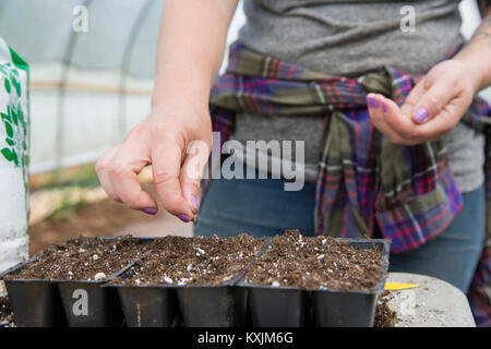 7/8-Ansicht von Frau einpflanzen Wassermelonen Samen in Saatgut Fächer Stockfoto