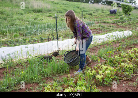 Frau tendenziell Gemüse im Gemüsegarten Stockfoto