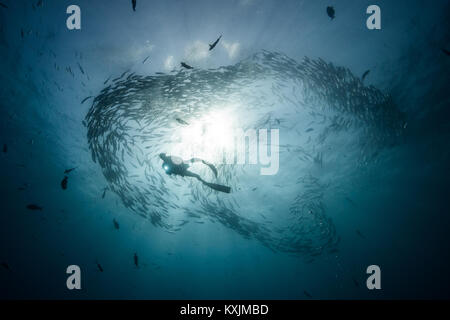 Low Angle Unterwasseransicht des Scuba Diver tauchen unter shoaling Jack Fisch im blauen Meer, Baja California, Mexiko Stockfoto