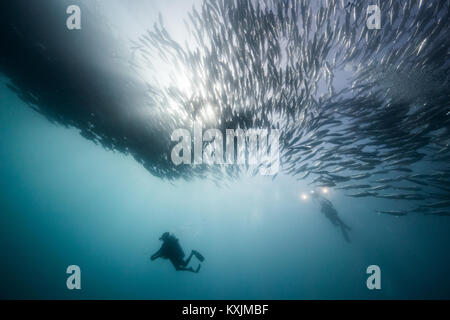 Unterwasser Blick auf zwei Taucher tauchen unter shoaling Jack Fisch im blauen Meer, Baja California, Mexiko Stockfoto