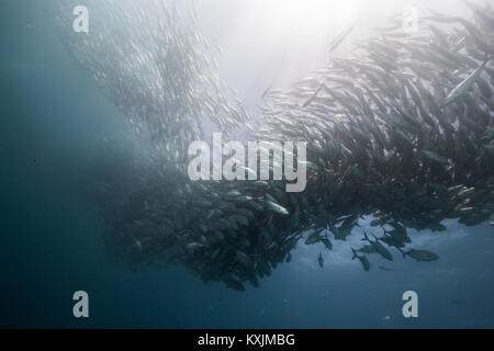 Unterwasseransicht der wirbelnden Jack Fisch shoal im Blue Sea, Baja California, Mexiko Stockfoto