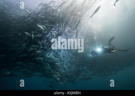 Unterwasseransicht des Scuba Diver tauchen unter shoaling Jack Fisch im blauen Meer, Baja California, Mexiko Stockfoto