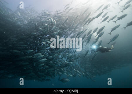 Unterwasseransicht des Scuba Diver tauchen unter shoaling Jack Fisch im blauen Meer, Baja California, Mexiko Stockfoto