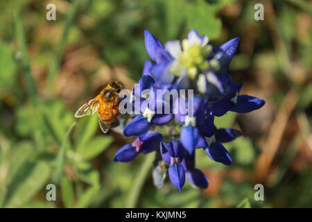 Hummel auf einer bluebonnet Stockfoto