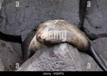 Galapagos Fell Dichtung schlafend auf Felsen, (Arctocephalus galapagoensis), Genovesa Island, Galapagos Inseln Ecuador Südamerika Stockfoto