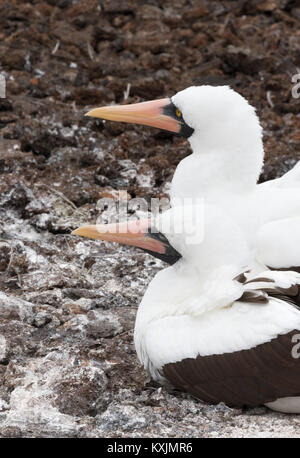 Nazca Tölpel (Sula granti), ein paar erwachsene Vögel, Genovesa Island, Galapagos Inseln Ecuador Südamerika Stockfoto