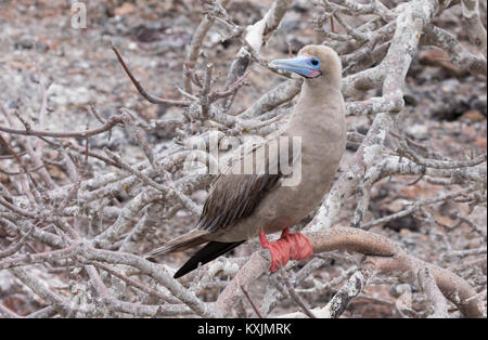 Red Footed Booby, erwachsenen Vogel, (Sula Sula), Genovesa Island, Galapagos Inseln Ecuador Südamerika Stockfoto