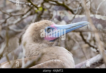 Red Footed Booby, in der Nähe des Kopfes, (Sula Sula), Genovesa Island, Galapagos Inseln Ecuador Südamerika Stockfoto