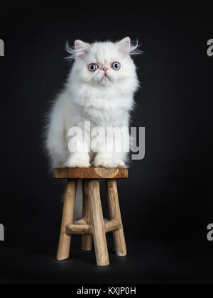 Persische Katzen/Kätzchen sitzen auf einem hölzernen Schemel auf schwarzem Hintergrund in die Kamera schauen, isoliert Stockfoto